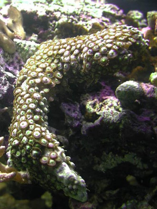 corals inverts - zoanthus sp. - colony polyp