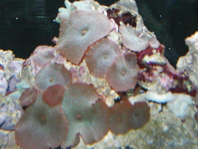 corals inverts - actinodiscus sp. - spotted mushroom - just getting started