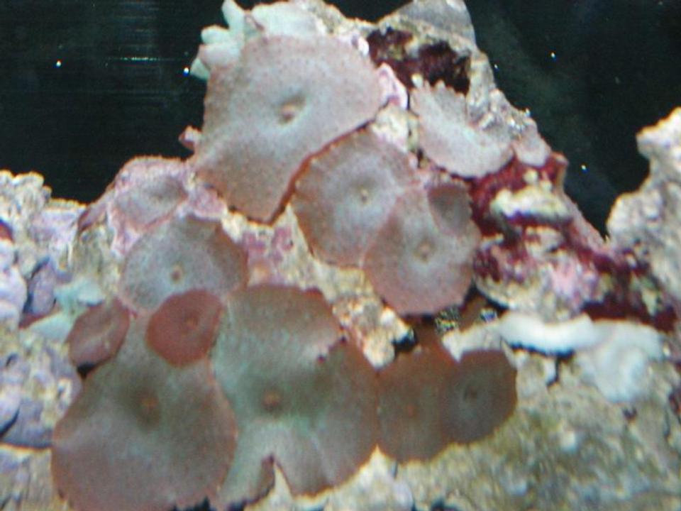 corals inverts - actinodiscus sp. - spotted mushroom - just getting started