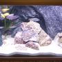 freshwater fish tank (mostly fish and non-living decorations) - My 325 l Malawi tank, with homemade background....!