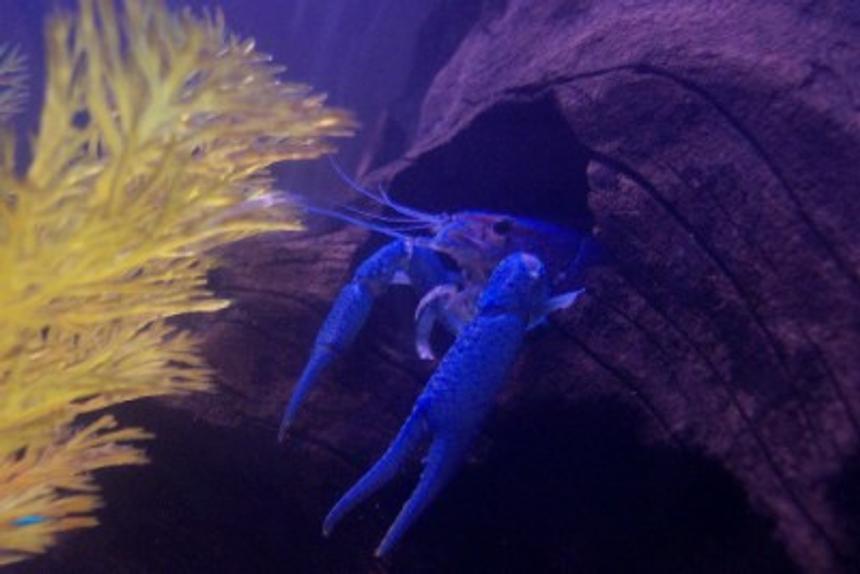 Rated #291: Corals Inverts - Procambarus Sp. - Blue Lobster - My blue lobster...molted twice now-gets along with the cichlids in the tank...love this little guy!!!