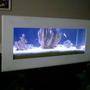 saltwater fish tank (mostly fish, little/no live coral)