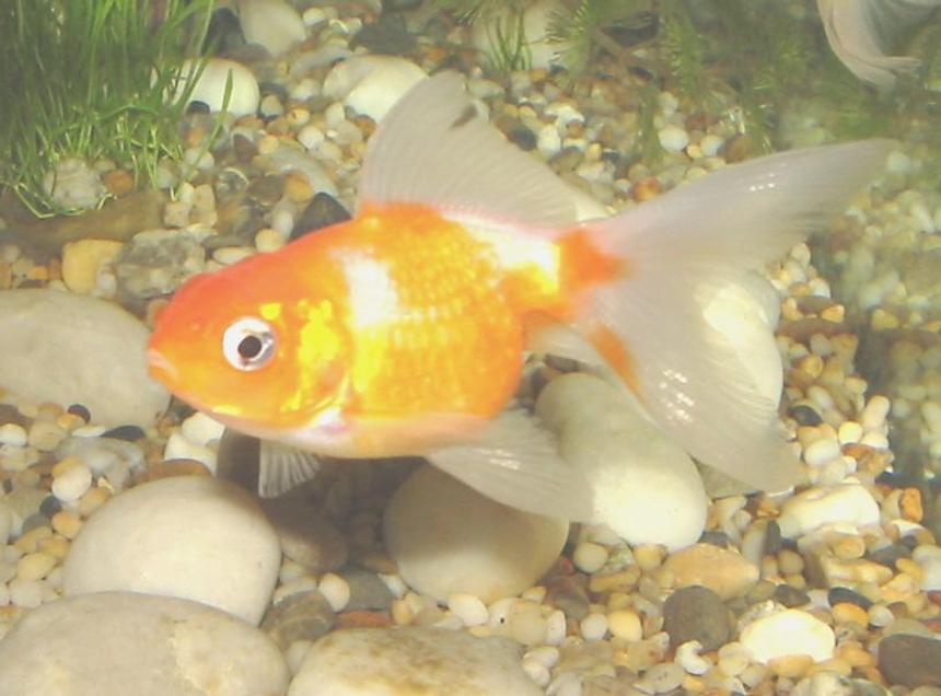 Rated #2359: Freshwater Fish - Carassius Auratus - Ryukin Goldfish