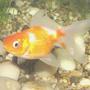 freshwater fish - carassius auratus - ryukin goldfish