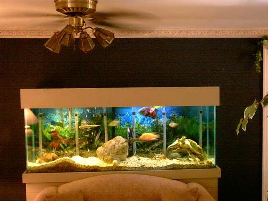 Rated #1802: Freshwater Fish Tank - Fresh water Tank about 3 months old.