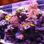 reef tank (mostly live coral and fish)