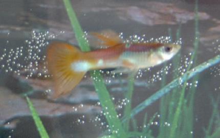 freshwater fish - poecilia reticulata - red cobra delta guppy
