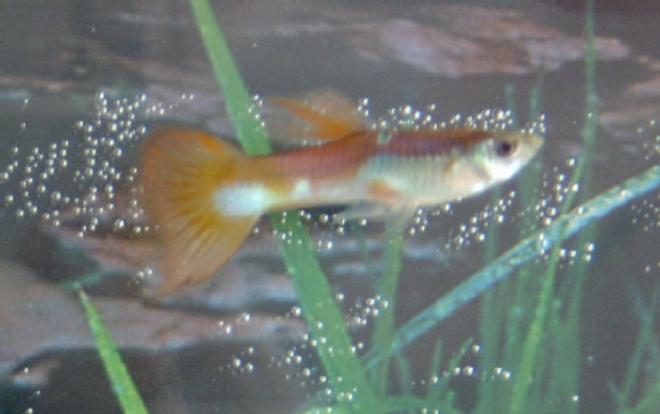 freshwater fish - poecilia reticulata - red cobra delta guppy