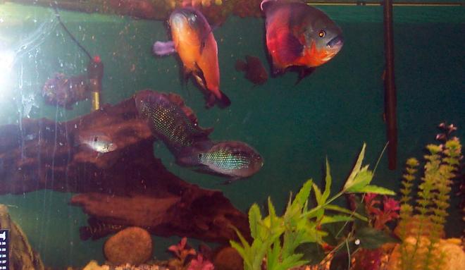 freshwater fish tank (mostly fish and non-living decorations) - 72L x 24W x 24H 180 GALLON with 2 oscars ,2 jack dempsies cichlids2 black belt cichlids 2 fire mouth cichlids 1 green ter cichlid 1 unknown cichlid 1 pleco 1apple snail and 1 beta (who has been in tank for a while)