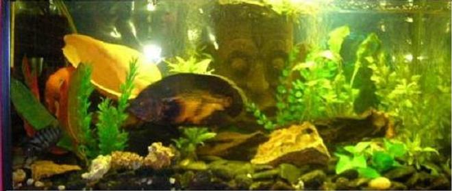 freshwater fish tank (mostly fish and non-living decorations)