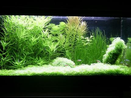 planted tank (mostly live plants and fish) - Volume: 65x32x34 cm, 70 litres (15 galons)
Lighting and photoperiod: 3x 20W (1000lm, 4000K), 11h for day
Description of CO2 System: DIY project (CO2 reactor, JBL CO2 Vario - diffuser)
Plant spiecies list: Riccia fluitans, Heteranthera zosterifolia, Cabomba caroliniana, Limnophila aromatica, Ludwigia repens green, Eleocharis acicularis, Limnophila aquatica
Fish and invertebrate spiecies list: 15 x Cardinal tetra (Paracheirodon  axelrodi), 2 x  Siamese algae-eater (Crossocheilus siamensis), 4 x Otocinclus mariae
 
 
The tank was set up in October 2003. The subtratum is gravel without any fertilizer. Plants were bought alomost in the same time. Aquascape is my own idea. I havent got any serious problems with algae (only incidentally). I add my own-made firtelizer and also N, P and K. Most part of plants is green (except Limnophila aromatica). Fishes and plants create natural contrast.

 

Water parameters:

pH=6,2-6,6

gH=10

kH=3

NO3=10

NO2=0

PO4=0,5