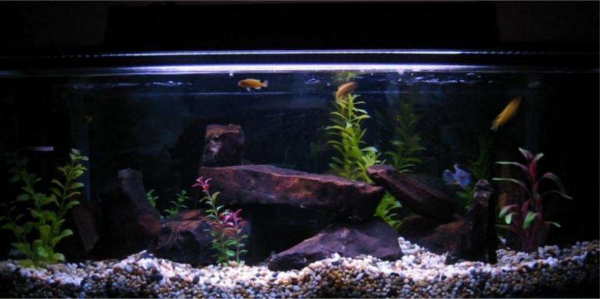 freshwater fish tank (mostly fish and non-living decorations) - Im a 19 year old from Australia. And ive just got my first cichlid tank!! YAY!!