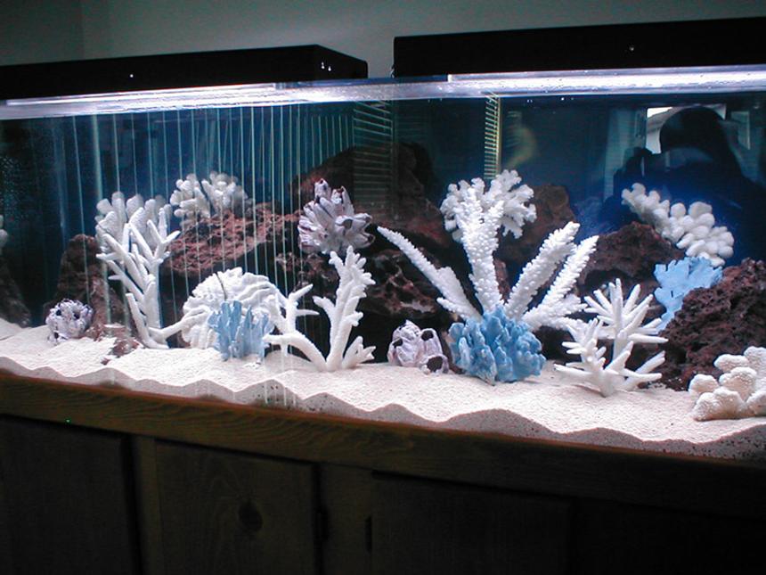 Rated #105: Saltwater Fish Tank - Tight tank!