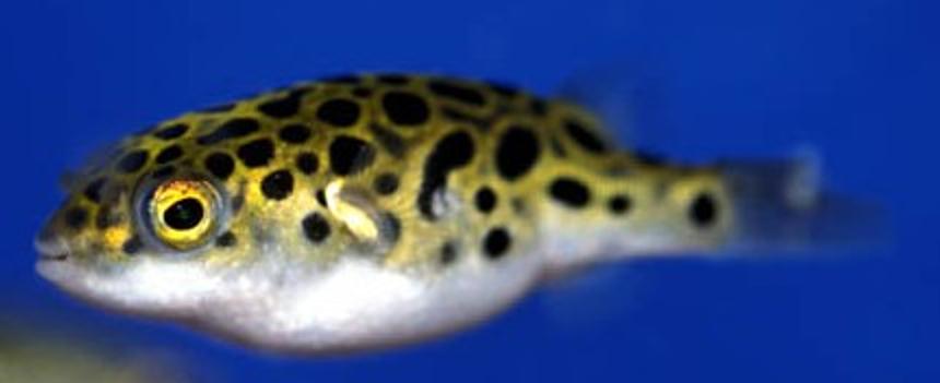 Rated #1305: Freshwater Fish - Tetraodon Biocellatus - Figure 8 Puffer