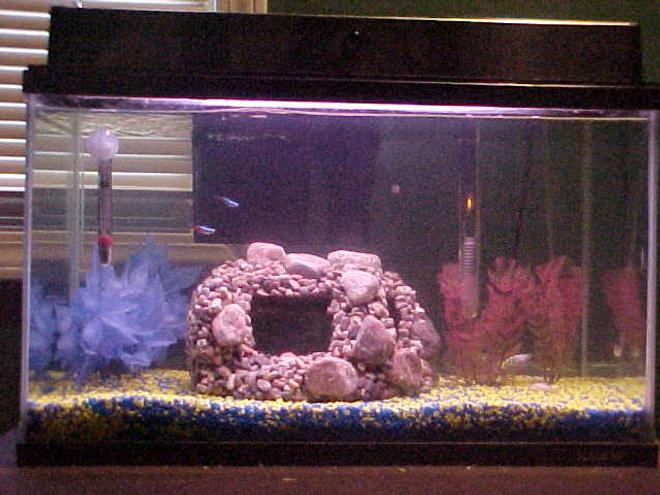 freshwater fish tank (mostly fish and non-living decorations)