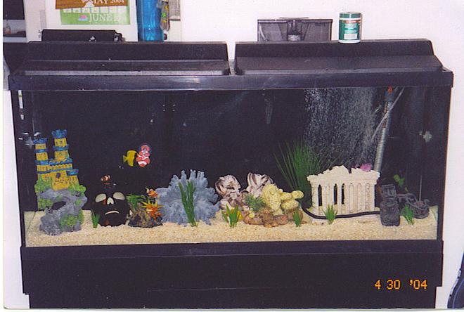 saltwater fish tank (mostly fish, little/no live coral) - 55 GALLON SALTWATER FISH TANK FO SHEE ZEEE