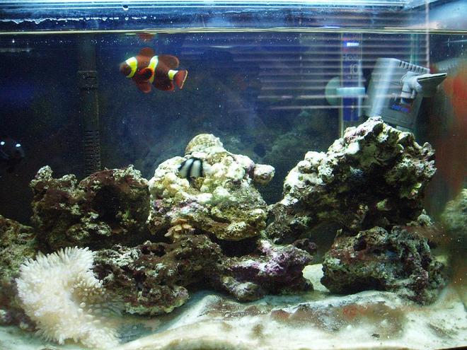 saltwater fish tank (mostly fish, little/no live coral)