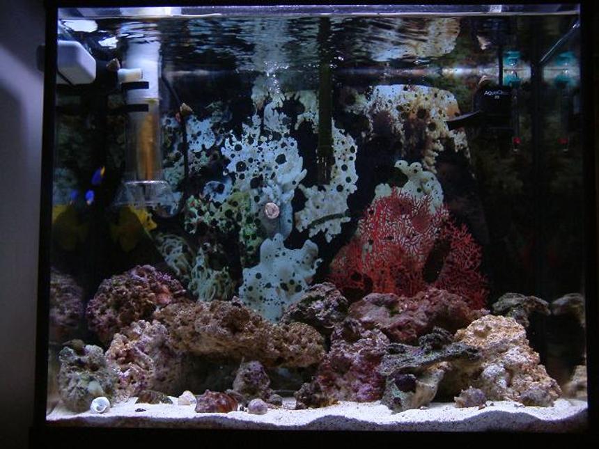 Rated #312: Saltwater Fish Tank - A new hobbyist with questions