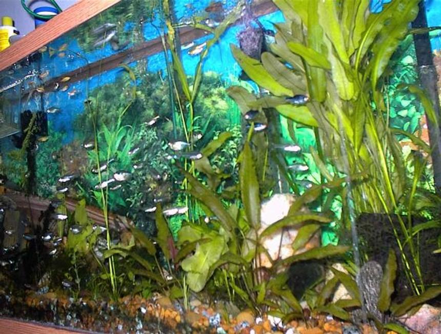 Rated #3268: Freshwater Fish Tank - Hobbies: Stuff, websites, HTML, JAVA, LAN,Powers of the mind, Lost knowledge, more stuff, and then some other stuff, i wish i could tell ya but then id have to kill ya!