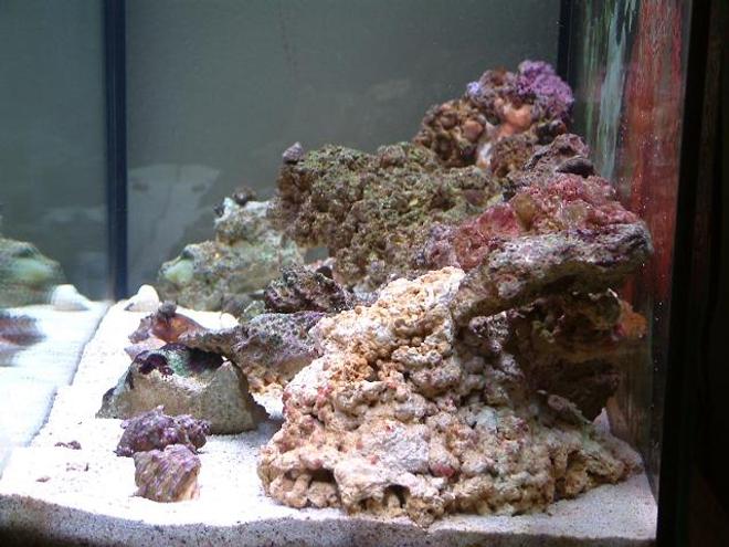 saltwater fish tank (mostly fish, little/no live coral) - A new hobbyist with questions