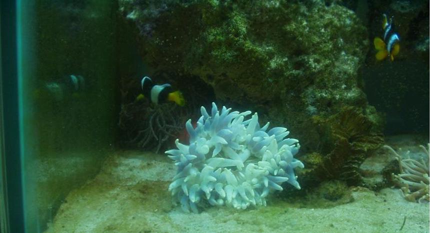 Rated #419: Corals Inverts - Entacmaea Quadricolor - Bulb Anemone - Saltwater with some corals, inverts, and reefs soon