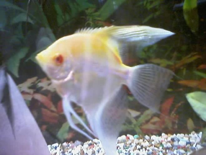 freshwater fish - pterophyllum sp. - albino angel - I have about 75 freshwater tanks. I breed Angelfish of all varietys, albino plecos, and many types of guppies. I am also currently breeding red brick and red velvet swords.