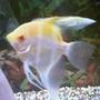 freshwater fish - pterophyllum sp. - albino angel - I have about 75 freshwater tanks. I breed Angelfish of all varietys, albino plecos, and many types of guppies. I am also currently breeding red brick and red velvet swords.