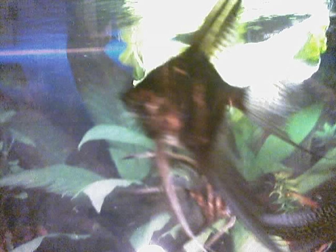 freshwater fish - pterophyllum altum - altum angel- true wild strain - I have about 75 freshwater tanks. I breed Angelfish of all varietys, albino plecos, and many types of guppies. I am also currently breeding red brick and red velvet swords.