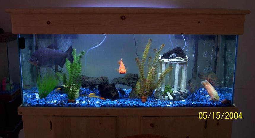 Rated #3543: Freshwater Fish Tank - 100 gallon Fishtank
8:1 blue to black rock mixture
(2) Whisper 60 gallon filters
(2) Adjustable Aqua 1000 heaters
1 blue/1 white halogyn tubes
Whisper air pump