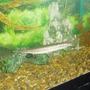 freshwater fish - xenentodon cancila - needle nose gar