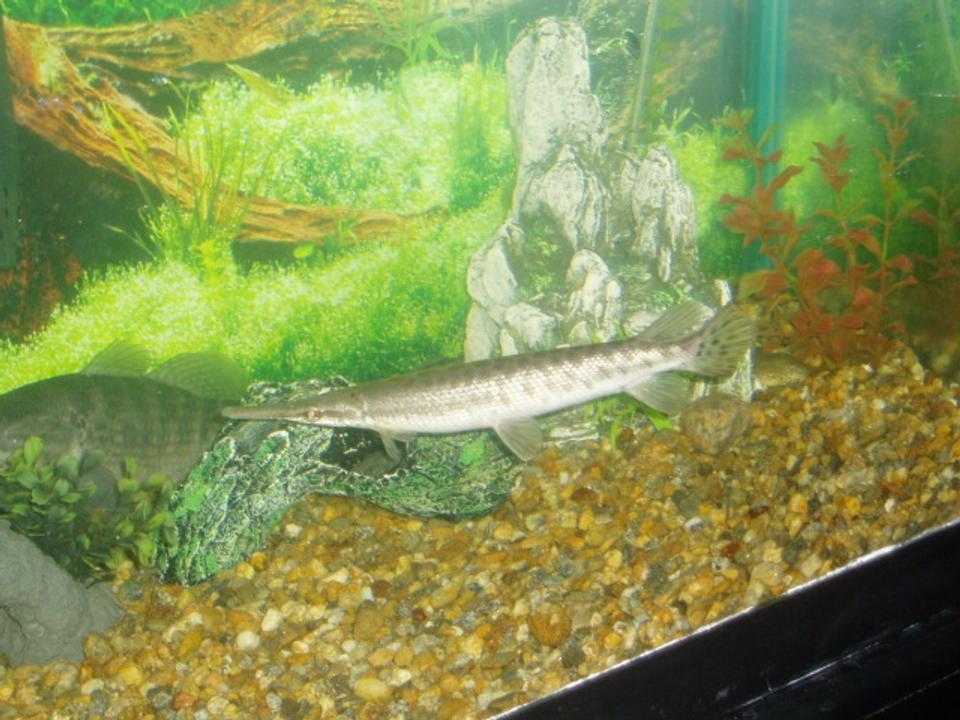 freshwater fish - xenentodon cancila - needle nose gar