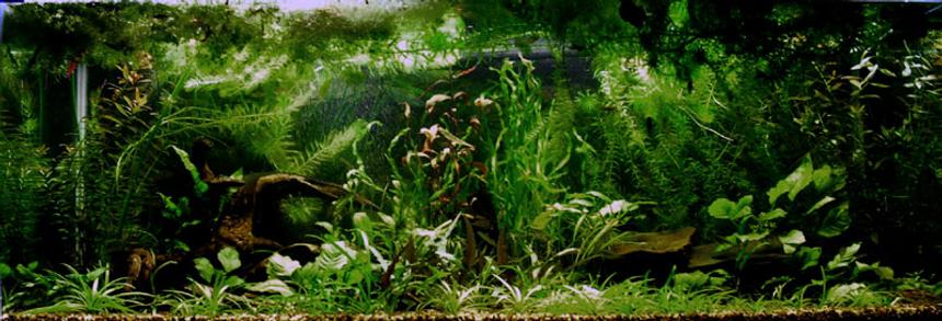 Rated #389: Planted Tank - This is my first heavily planted tank...needs a trim.  Sorry about the low res, 75G is too blasted wide for close detail.  Yes, there are fish (grin), but blurred with movement.  For more pics, stop by my website.