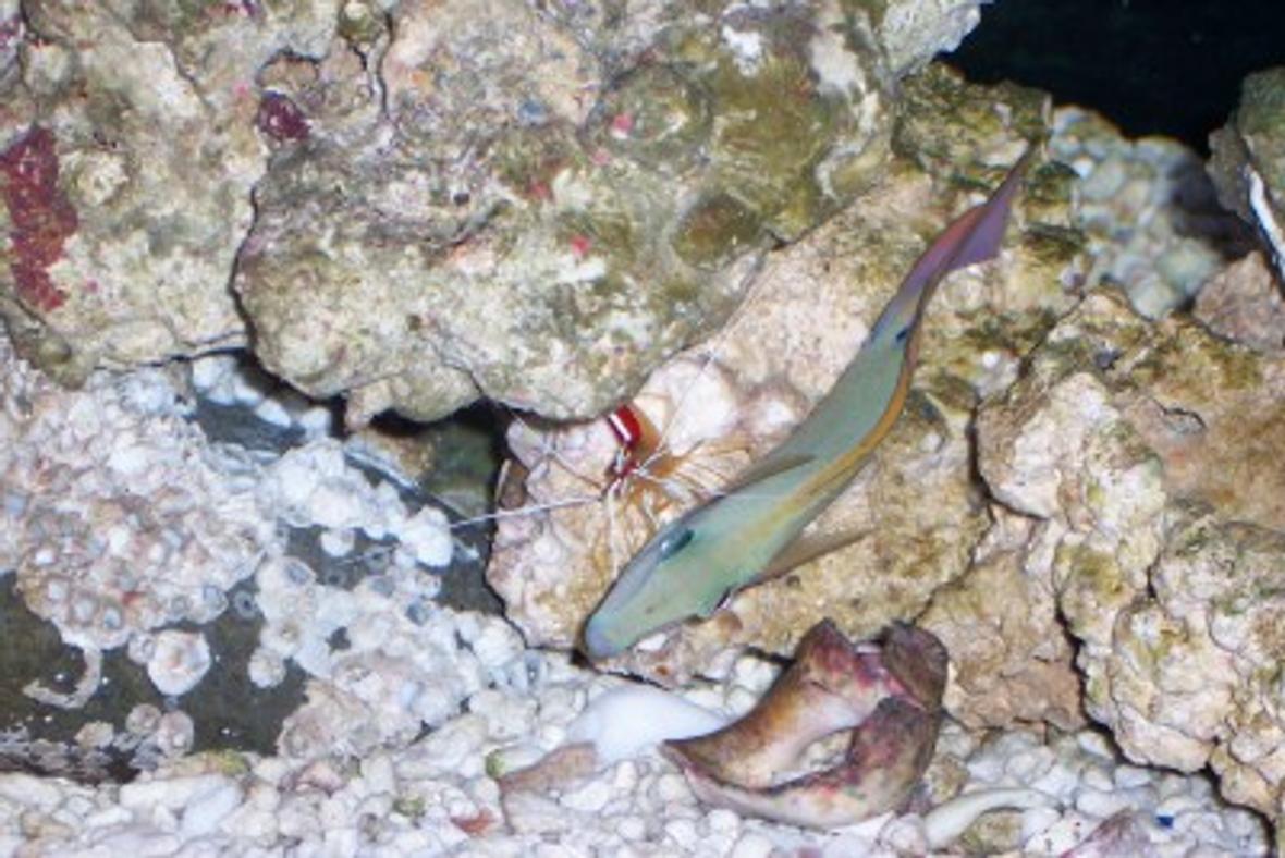 saltwater fish - acanthurus nigrofuscus - lavender tang - Our lavender tang getting cleaned by our cleaner shrimp.