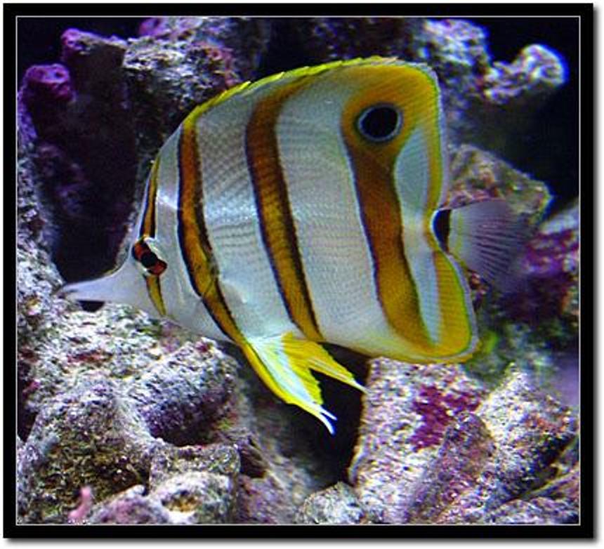 Rated #138: Saltwater Fish - Chelmon Rostratus - Copperband Butterflyfish - Copperband Butterfly