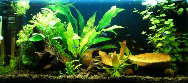 planted tank (mostly live plants and fish)