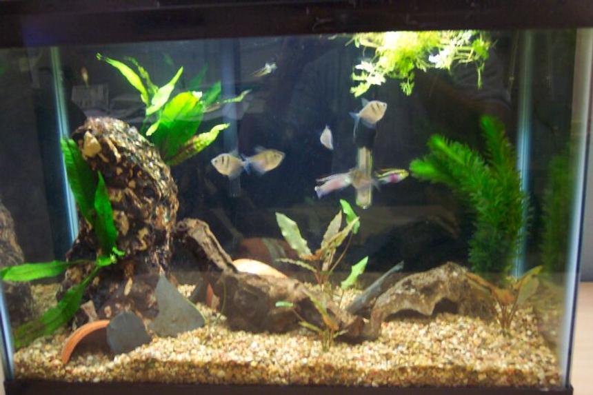Rated #2959: Freshwater Fish Tank - Fish tank at work w/
2 Zebra Danio (Brachydanio Rerio) 
2 kribensis (Pelvicachromis Pulcher) 
2 Ottos (Otocinclus affinus)
5 Black Skirt Tetra (Gymnocorymbus ternetzi) 
2 Java Ferns (Microsorium pteropus) on pillar rock
1 crypt (Cryptocoryne wendtii) 
3 crypt (Cryptocoryne Affiniss) (one orginal split into 3) 
1 water sprite (Ceratopteris pteridioides) floating
1 Anacaris bunch (Elodea canadensis