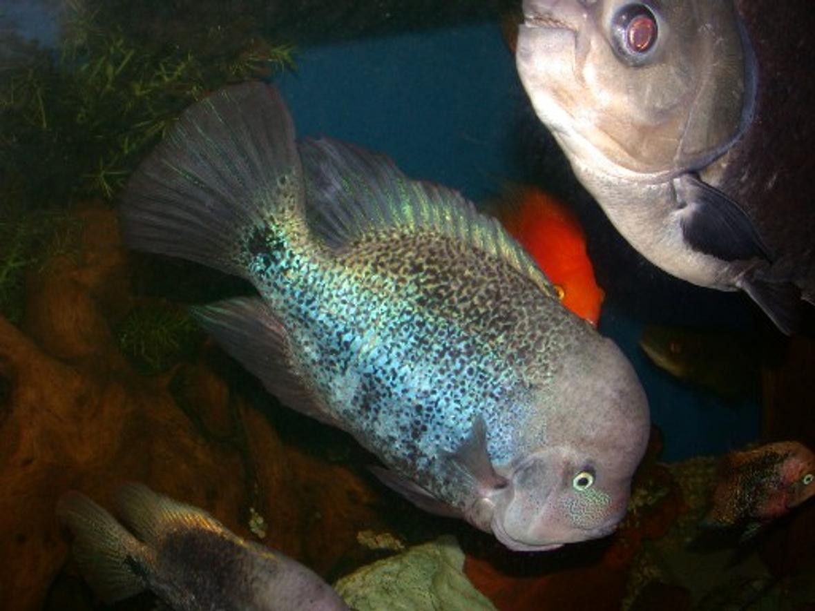 freshwater fish - cyrtocara moorii - blue dolphin cichlid