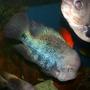 freshwater fish - cyrtocara moorii - blue dolphin cichlid
