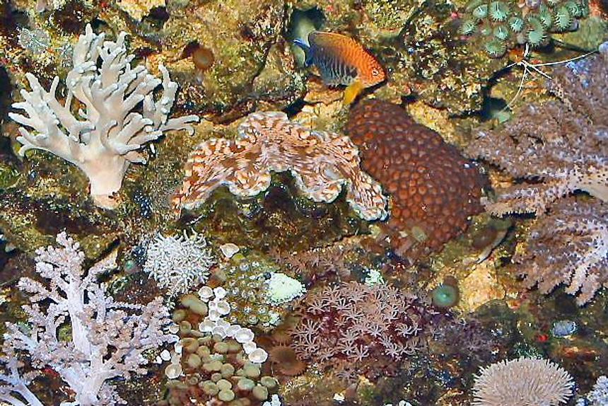 Rated #215: Corals Inverts - Zoanthus Sp. - Colony Polyp - 120 reef tank 
2 400 20,000K
6 55 blue PC
Tide pool 2 
tons of fish and coral and inverts