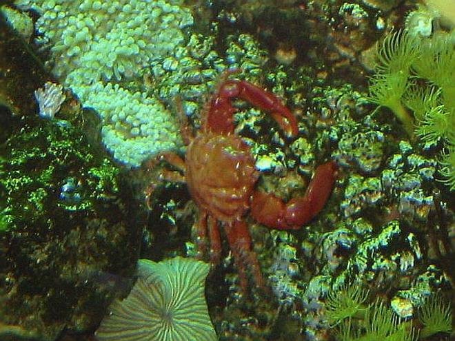 corals inverts - ruby crab - 120 reef tank 
2 400 20,000K
6 55 blue PC
Tide pool 2 
tons of fish and coral and inverts