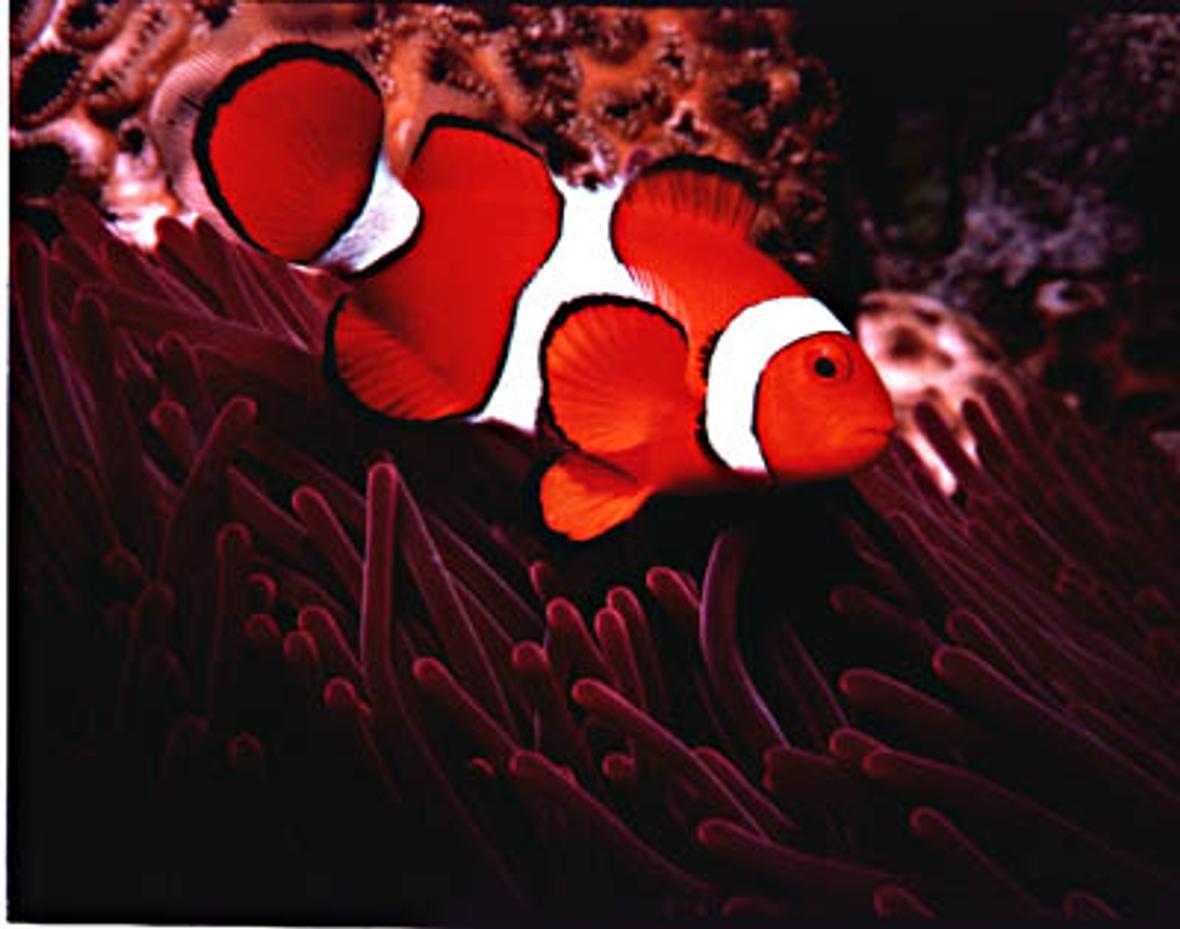 saltwater fish - premnas biaculeatus - maroon clownfish - like fish