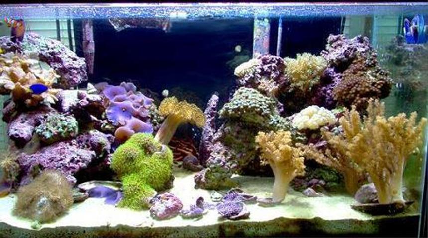 Rated #441: Reef Tank