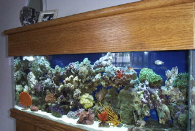 reef tank (mostly live coral and fish) - 55 Gallon Reef Tank