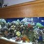 reef tank (mostly live coral and fish) - 55 Gallon Reef Tank
