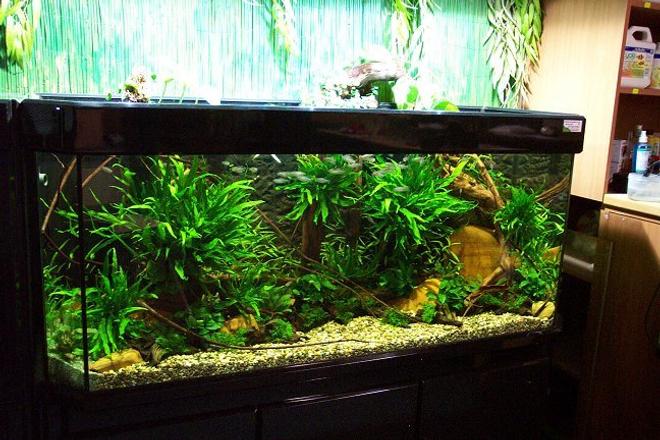 planted tank (mostly live plants and fish) - -Tank size: 160cm x 60cm x 60cm- 580 Liters- Lightning: 2 x 70 Watt HQI (5000 Kelvin)- Date of set up 10.07.03 - PH 7.20Updated picture from the 08.08.03:Fishes: Phenacogrammus interruptus(Congo tetra), Otocinclus affinis and Otocinclus paulinusAlso: Caridina japonica´---------------------------------------------------------------------------- FOR MORE PICTURES CLICK ON THE URL ---------------