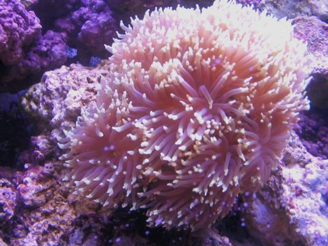 corals inverts - heteractis magnifica - ritteri anemone - 55 Gallon Reef Tank