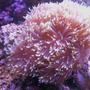 corals inverts - heteractis magnifica - ritteri anemone - 55 Gallon Reef Tank