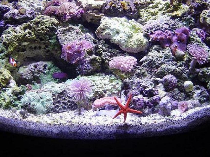 Rated #592: Reef Tank - 120Gal.Reefwith65Gal.sump/70Gal.FOWLRwith20gal.sump/29 gal. bowfront with ecosystem refugium