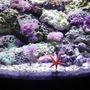 reef tank (mostly live coral and fish) - 120Gal.Reefwith65Gal.sump/70Gal.FOWLRwith20gal.sump/29 gal. bowfront with ecosystem refugium