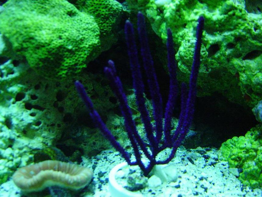 Rated #332: Corals Inverts - Muriceopsis Flavida - Purple Brush Gorgonian - 120Gal.Reefwith65Gal.sump/70Gal.FOWLRwith20gal.sump/29 gal. bowfront with ecosystem refugium
